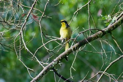 Lichenostomus melanops cassidix
