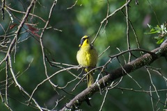 Lichenostomus melanops cassidix