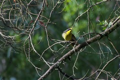 Lichenostomus melanops cassidix