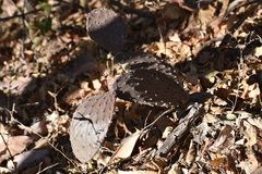 Opuntia decumbens