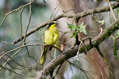 Lichenostomus melanops cassidix