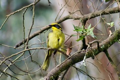 Lichenostomus melanops cassidix