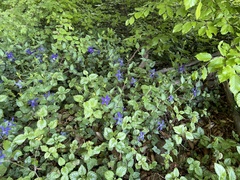 Vinca major