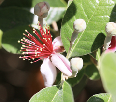 Feijoa