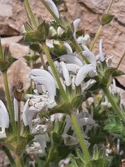Salvia argentea