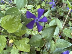 Vinca major