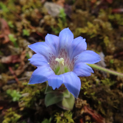 Gentiana zollingeri