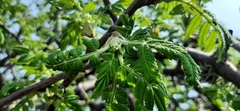Bursera cuneata