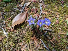 Gentiana zollingeri