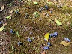 Gentiana zollingeri