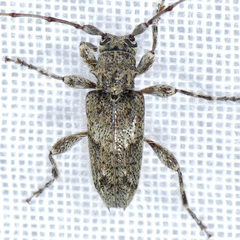 Lophopogonius crinitus