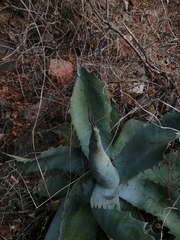 Agave applanata
