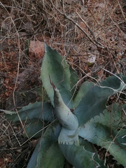 Agave applanata