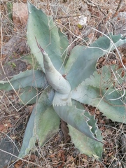 Agave applanata