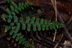 Adiantum diaphanum