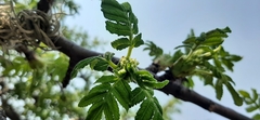 Bursera cuneata
