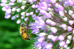 Eristalis tenax