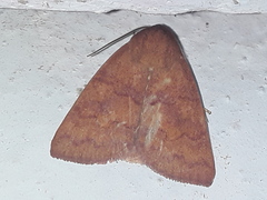 Calymera
