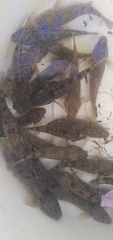 Gobiomorphus cotidianus