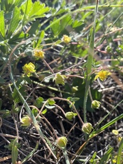 Potentilla humifusa