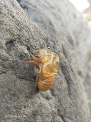 Cicadidae