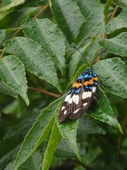 Erasmia pulchella