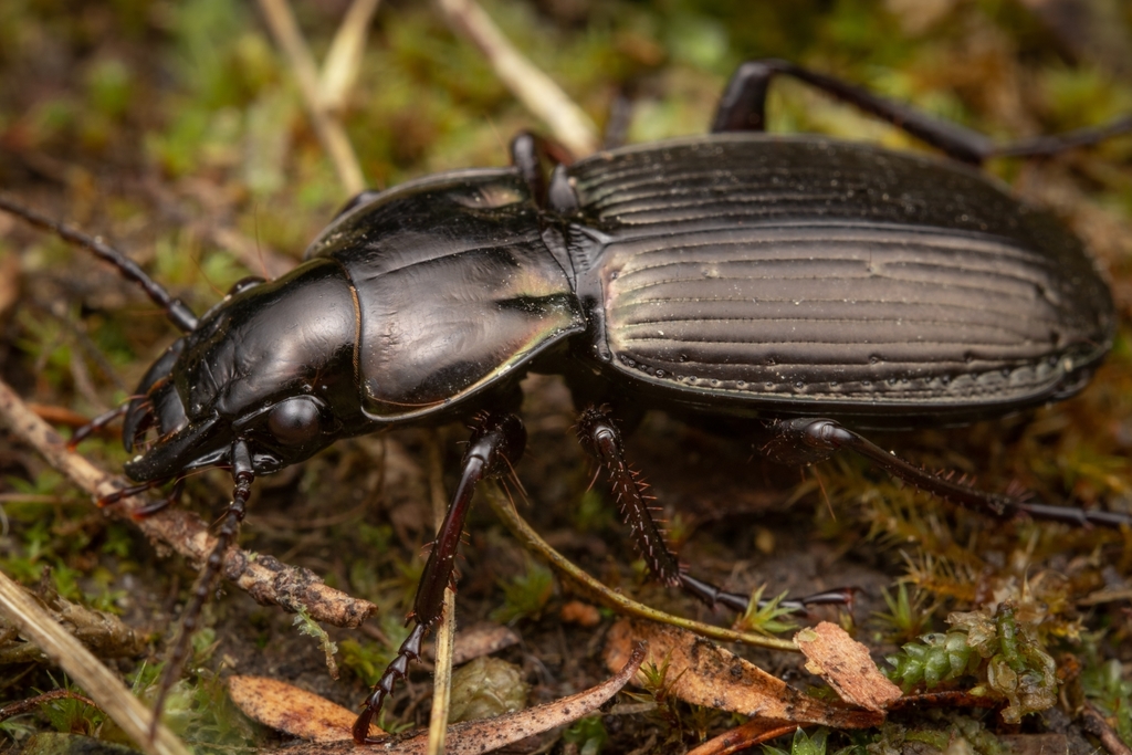 Megadromus
