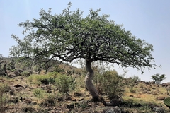 Bursera cuneata