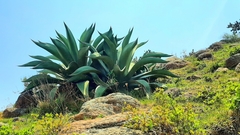 Agave salmiana salmiana