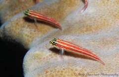 Helcogramma striata