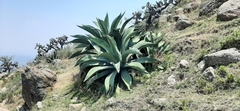Agave salmiana salmiana