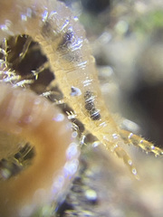 Cryptops spinipes