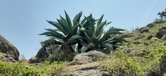 Agave salmiana salmiana