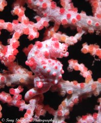 Hippocampus bargibanti