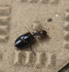 Dindymus circumcinctus