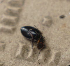 Dindymus circumcinctus