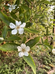 Crataegus germanica