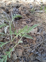 Psephellus sibiricus