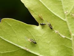 Periphyllus testudinaceus