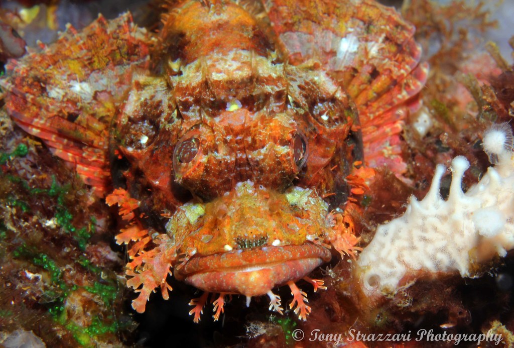Papuan Scorpionfish