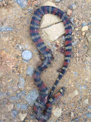 Lampropeltis micropholis