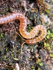 Cryptops spinipes