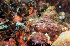 Scorpaenopsis oxycephalus