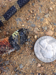 Lampropeltis micropholis