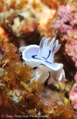 Chromodoris willani