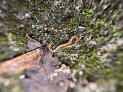 Cryptops spinipes