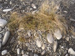 Festuca rubra commutata