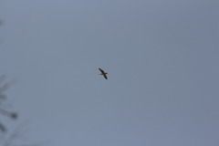 Larus fuscus barabensis