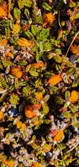 Anisotome imbricata prostrata