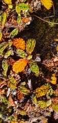 Anisotome imbricata prostrata